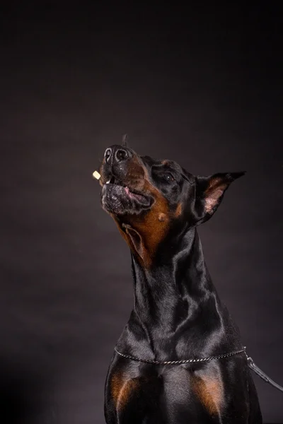 Doberman pincher på svart bakgrund. — Stockfoto