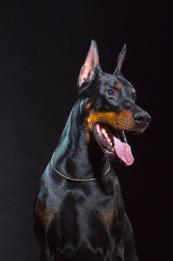 Siyah köpek suratı