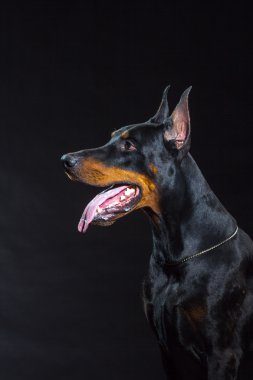 Siyah köpek suratı