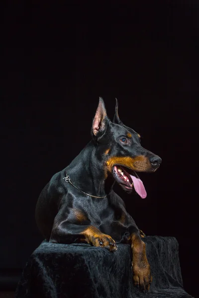 Siyah köpek suratı — Stok fotoğraf