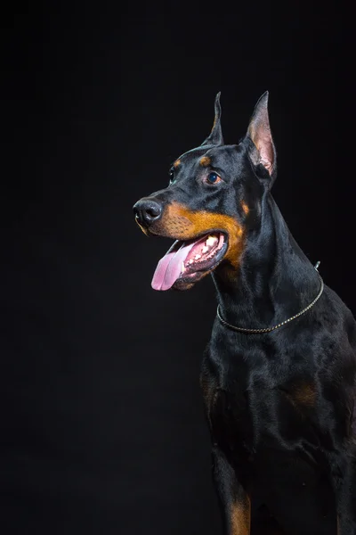 Svart hund ansikte — Stockfoto