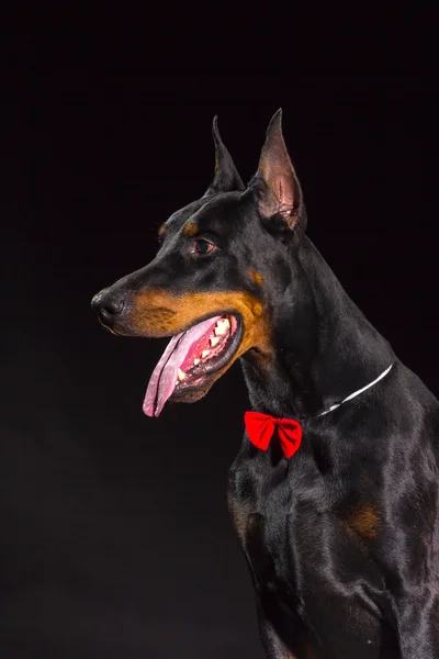 Чёрное собачье лицо — стоковое фото
