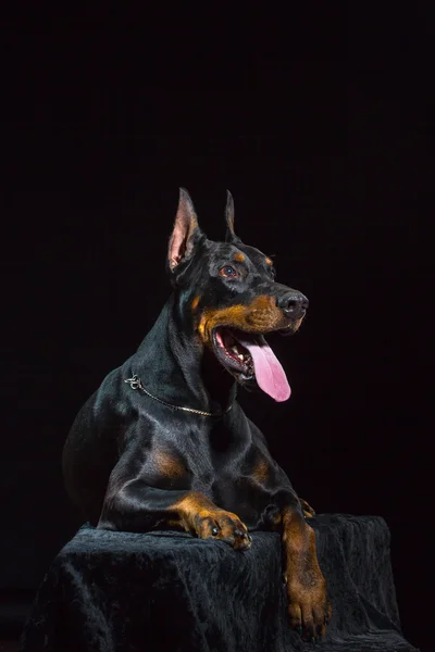 Cara de cão preto — Fotografia de Stock