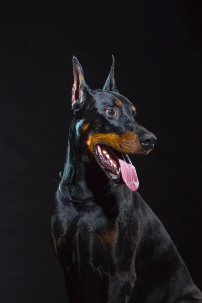 Cara de cão preto — Fotografia de Stock