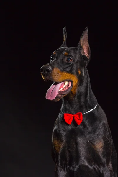 Cara de cão preto — Fotografia de Stock