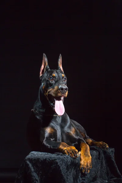 Cara de cão preto — Fotografia de Stock