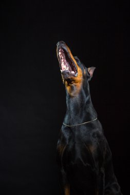 Siyah köpek suratı