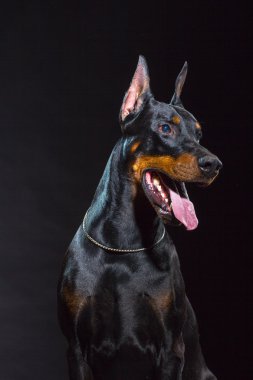 Siyah köpek suratı