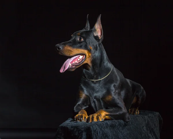 Faccia di cane nero — Foto Stock