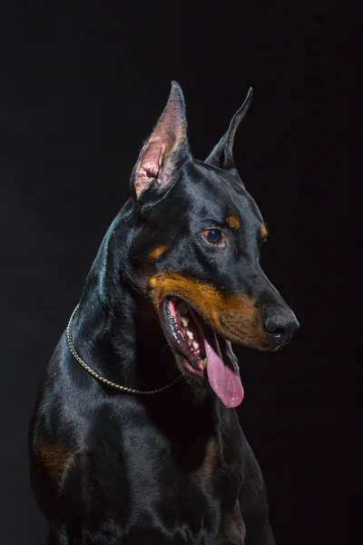 Faccia di cane nero — Foto Stock