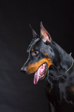 Siyah köpek suratı