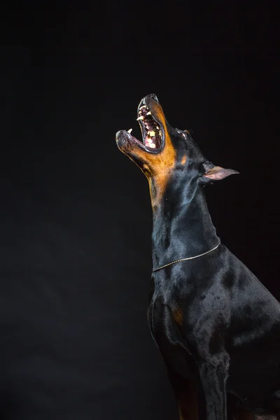 Svart hund ansikte — Stockfoto