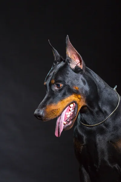 Faccia di cane nero — Foto Stock