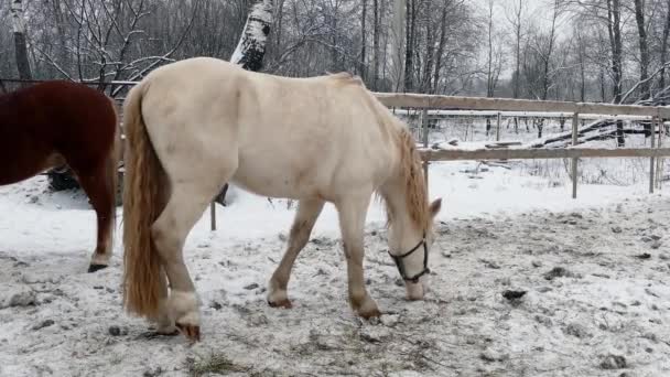 Paarden op de weide van de sneeuw in de winter — Stockvideo