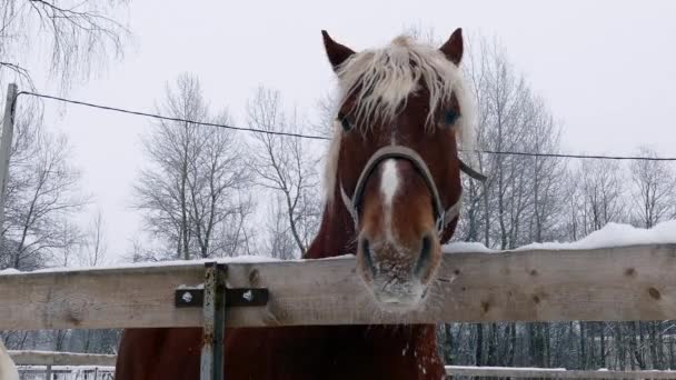 Paarden gezicht, close-up weergave — Stockvideo