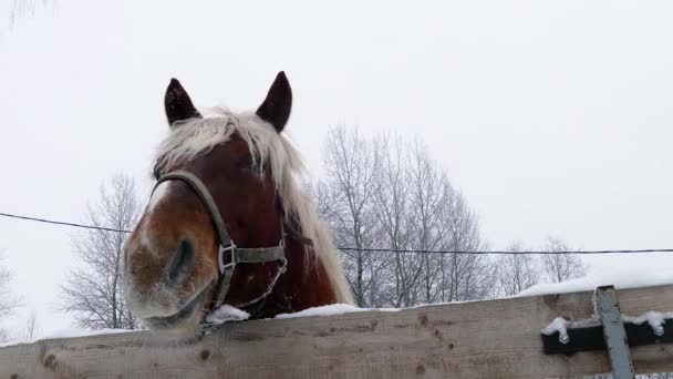 Chevaux visage, vue rapprochée — Video