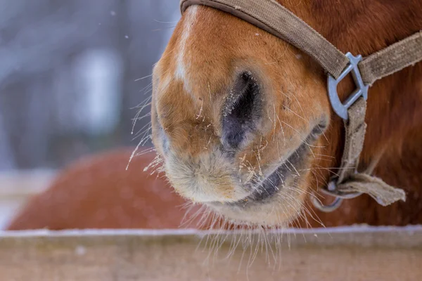 Disparo abstracto del hocico de un caballo castaño — Foto de Stock