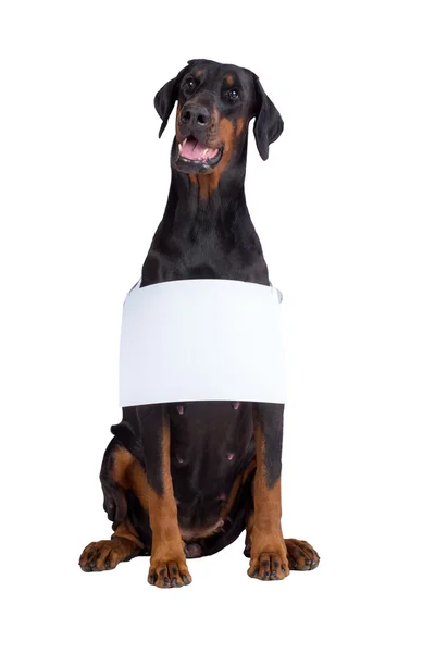 Doberman perro con signo en blanco —  Fotos de Stock