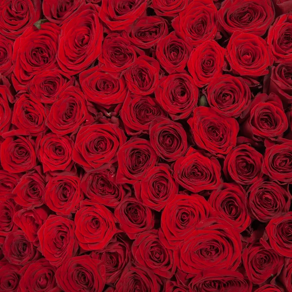 Fundo de rosas vermelhas naturais — Fotografia de Stock