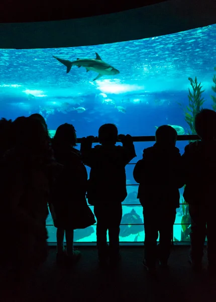 Children in a water park looking at fish — Stock Photo, Image