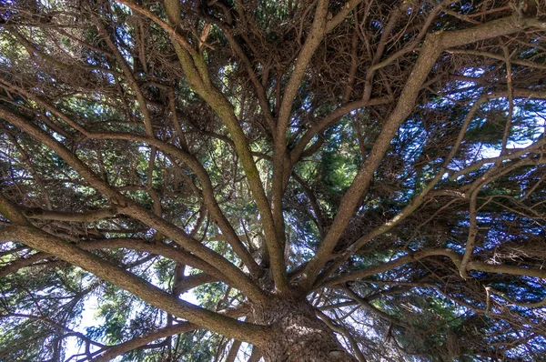 Unter dem Schatten hoher Bäume — Stockfoto