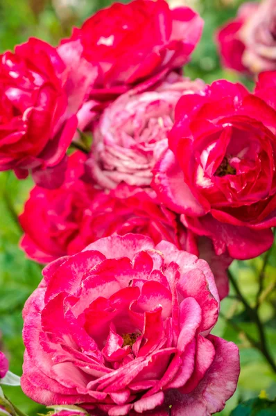 Schöne rosa Rose in einem Garten — Stockfoto