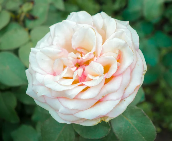 Nahaufnahme von rosa Rose in einem Garten — Stockfoto