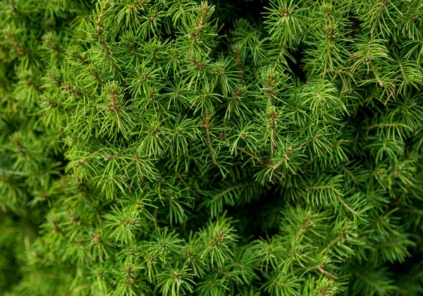 Grüne Zweige einer Tanne oder Kiefer — Stockfoto