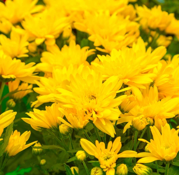 Fond fleurs jaunes — Photo