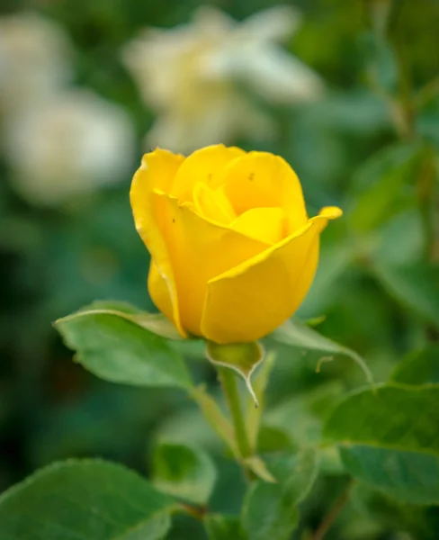 Schöne gelbe Rose in einem Garten — Stockfoto