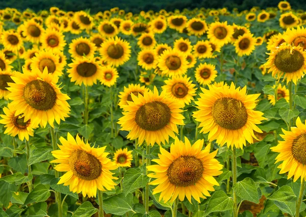 배경 하늘에 피 해바라기의 분야 — 스톡 사진