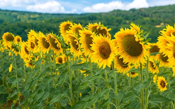 Feld blühender Sonnenblumen auf einem Hintergrundhimmel — Stockfoto