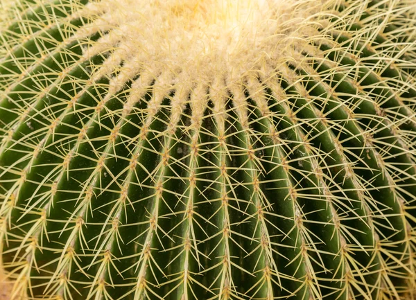Detalles de cactus profundidad superficial de campo — Foto de Stock