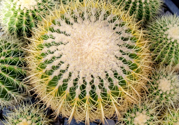 Detalles de cactus profundidad superficial de campo —  Fotos de Stock