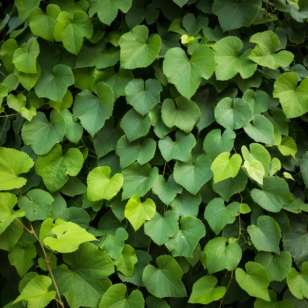 Green leaf background Leaves texture pattern — Stock Photo, Image