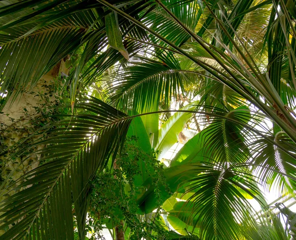 Sun over green palm leaves — Stock Photo, Image