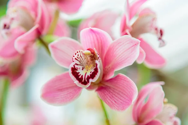 Paarse orchidee bloem falaenopsis, falaenopsis of falah. Paarse falaenopsis bloemen aan de rechterkant. bekend als vlinder orchideeën. Selectieve focus. — Stockfoto