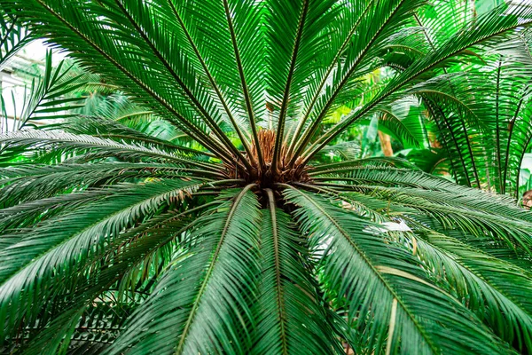 Dettaglio foglie di palma primo piano con ombre e ombre ad alta luminosità profondità di campo poco profonda, soft focus sotto la luce naturale del sole con sfondo bokeh colorato in una giornata di sole all'aperto nel giardino tropicale resort — Foto Stock