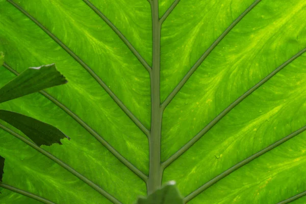 熱帯緑のヤシの葉の背景。自然に由来する抽象的なテクスチャライン。放射状の緑の葉を通して輝く太陽。天然の背景色 — ストック写真