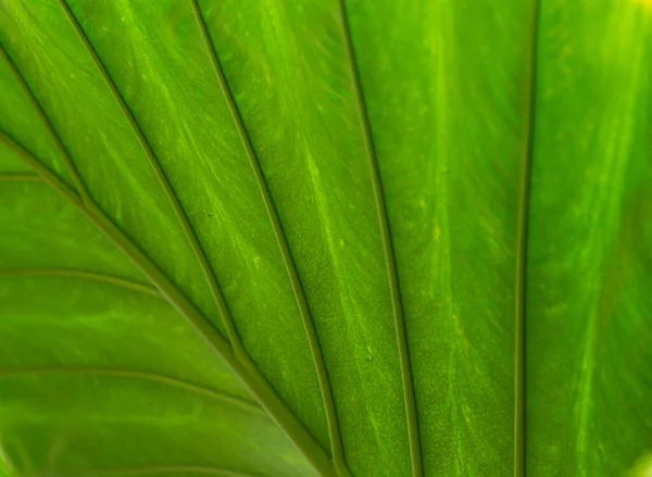 Tropische groene palmblad achtergrond. Abstracte textuur lijn van de natuur. De zon schijnt door een stralend groen blad. Natuurlijke achtergrond textuur — Stockfoto