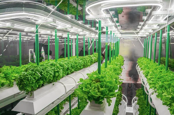 Ekologisk hydroponisk grönsak växer med LED-ljus inomhus gård. Jordbruksteknik. Soilless odling av grönsaker i artificiellt ljus — Stockfoto