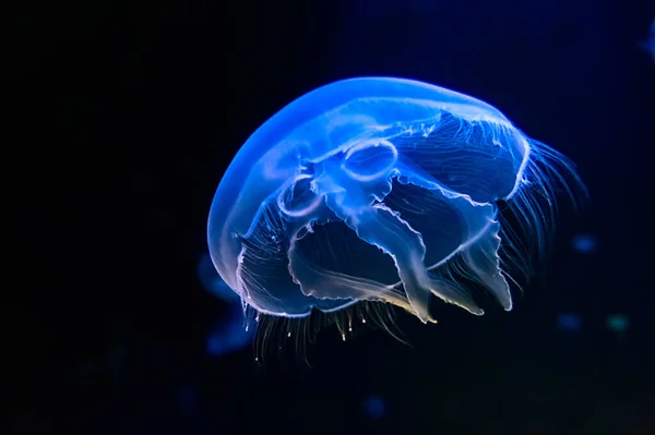 Medusas bailando en el agua del océano azul oscuro. Vida marina submarina — Foto de Stock