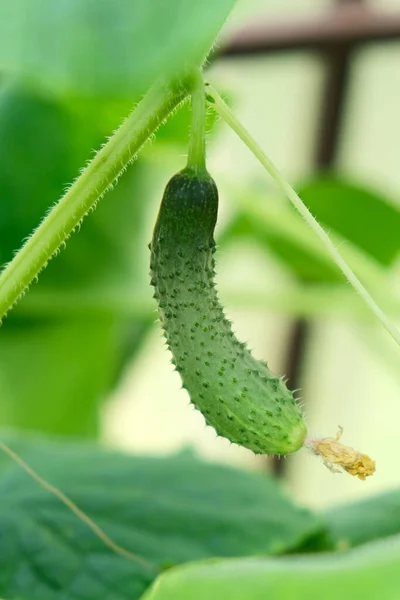 Πράσινο αγγούρι που καλλιεργείται σε συνθήκες θερμοκηπίου. Αγγούρι σε κλαδί — Φωτογραφία Αρχείου