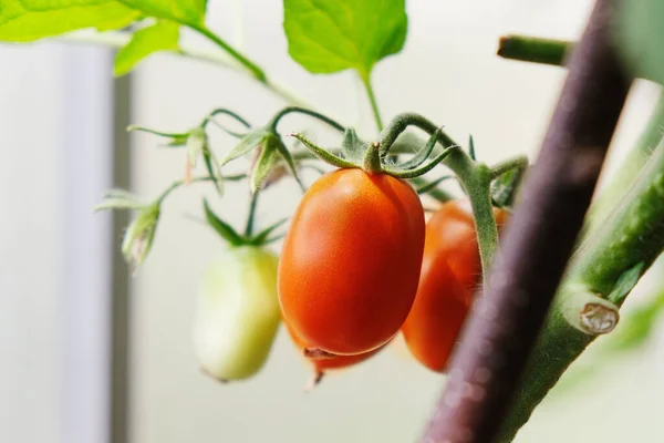 温室内のトマト植物緑のトマトのプランテーション。有機農業、若いトマトの植物の温室での成長 — ストック写真