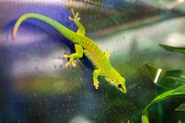 Pequeño verde y amarillo Madagascar gecko día sentarse en la rama de cerca. Reptil Phelsuma respira bajo el sol brillante en la selva — Foto de Stock