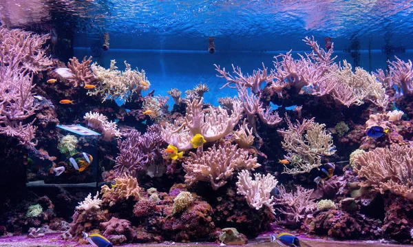Тварини підводного морського світу. Екосистема. Барвиста тропічна риба. Життя в кораловому рифі — стокове фото