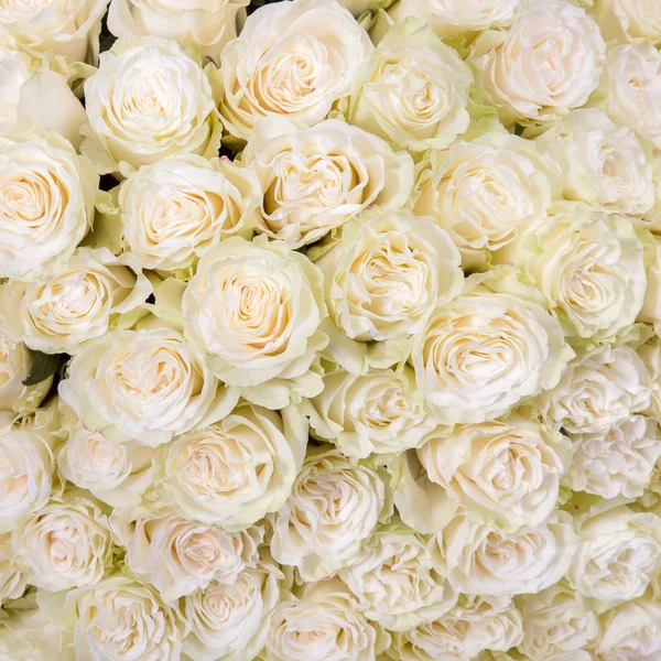 Abstract background of white roses — Stock Photo, Image