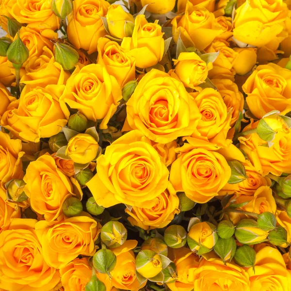 Nahaufnahme von gelben Rosen auf dem Markt — Stockfoto