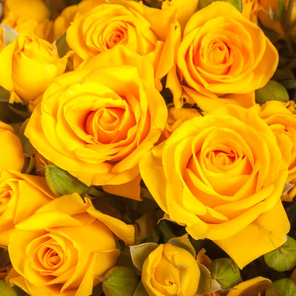 Close up de rosas amarelas no mercado — Fotografia de Stock