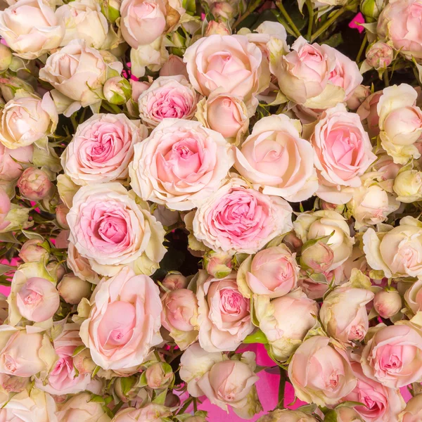 Pink roses background — Stock Photo, Image